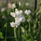 White Tall Sweet Pea 100 Seeds