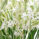 Tuberose White Flowers - 100 Seeds