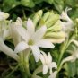Tuberose White Flowers - 100 Seeds
