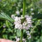 WHITE WOOD MINT Mentha Arvensis Wild Field Herb Flower 50 Seeds
