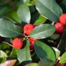 Wintergreen Creeping Gaultheria Procumbens - 100 Seeds
