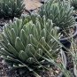 Agave Victoriae-Reginae 10 Seeds