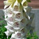 White Egg Snowball Turnip, organic Chinese vegetables - 100 Seeds