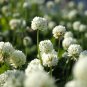 Trifolium repens Seeds White Clover Hokkaido - 500 Seeds