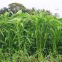 Willow-leaf Water Spinach 5 Seeds