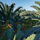 Wuta-tsai Organic Vegetables - 40 Seeds