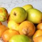 Ziziphus Jujube Seeds Chinese Date Hardy Plant - 20 Seeds