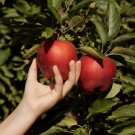 Unusual Dwaft 'Weeping Wickson' Red Apple Tree Extraordinary Sweetness - 10 Seed