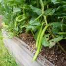 White Bean Heirloom Organic Vegetable Bean Garden - 15 Seeds