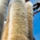 Unique Cactus Cleistocactus Colademononis - 100 Seeds