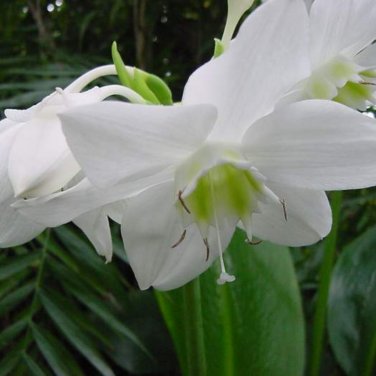 Mixed Eucharis Grandiflora Bonsai - 100 Seeds