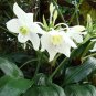 Mixed Eucharis Grandiflora Bonsai - 100 Seeds
