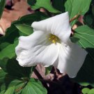 White Trillium Seeds Wildflower - 50 Seeds