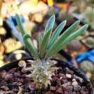 Tylecodon cacalioides Fresh 10 Seeds