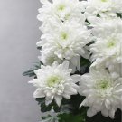 New White Chrysanthemum Potmum with Red Edge Flower - 20 Seeds