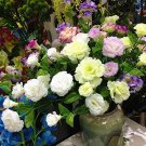 Mixed Eustoma Seeds Imported Eustoma grandiflorum Mixed Dozens of Varieties - 10