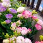 Mixed Eustoma Seeds Imported Eustoma grandiflorum Mixed Dozens of Varieties - 10