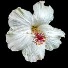 White Hibiscus Flowers Seeds Perennial Plants - 50 Seeds