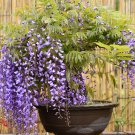 Variety Blue Wisteria Strong Fragrant Flower - 100 Seeds
