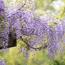 Mixed Wisteria Seeds Climbing Rattan Wisteria Flower Planting - 10 Seeds
