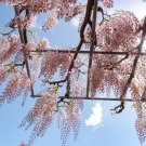 Ture Heirloom Pink Wisteria Flower - 100 Seeds