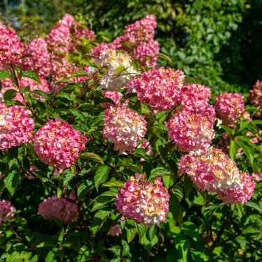 'Vanilla Strawberry' Hydrangea Flower Seeds Red Rose Red White - 20 Seeds