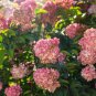 'Vanilla Strawberry' Hydrangea Flower Seeds Red Rose Red White - 20 Seeds