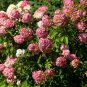 'Vanilla Strawberry' Hydrangea Flower - 20 Seeds