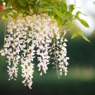 Variety White Wisteria Flower Woody Plant - 100 Seeds