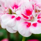 Unique 'Jiasheng' Geranium White & Pink Double-Colored Cranesbills 10 Seeds
