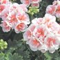 Unique 'Jiasheng' Geranium White & Pink Double-Colored Cranesbills 10 Seeds