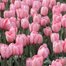 Tulips Seeds Water Pink Colors - 100 Seeds