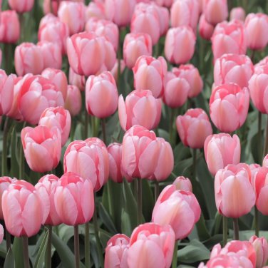Tulips Seeds Water Pink Colors - 100 Seeds