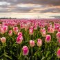Tulips Seeds Water Pink Colors - 100 Seeds