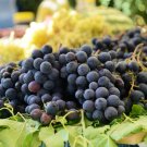Valiant Black Grape - 100 Seeds
