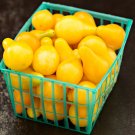 Yellow 'Pear' Cherry Tomato - 30 Seeds