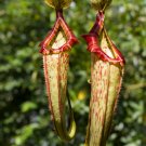 Sarracenia Viking x Hookeriana x Hookerianna Spotted Hybird - 5 Seeds