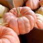 New Pink Pumpkin Vegetables - 10 Seeds