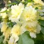 Alcea 'Junle Lemon' 100 Seeds