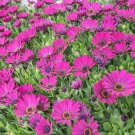 Mixed African Blue Eyed Daisy Flowers Osteospermum Bonsai - 100 Seeds