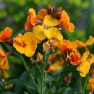Yellow Siberian Wallflower Flower - 50 Seeds