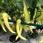 'Golden Sword' Peppers 100 Seeds