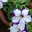 White Purple Petunia - 200 Seeds