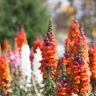 Mixed Antirrhinum Snapdragon Jardin Fragrant Dwarf Flower - 100 Seeds