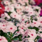 Vinca Rosea Periwinkle Little Linda Mixed - 20 Seeds