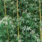 Yellow Fresh Bamboo - 50 Seeds