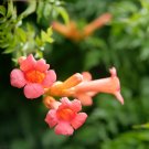 Trumpet Creeper - 100 Seeds