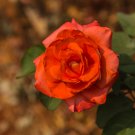 Yunnan Orange Rose Plant - 50 Seeds