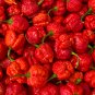 Carolina Reaper Pepper Red - 100 Seeds