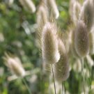 Bunny Tails Lagurus Ovatus Spring Ornamental Grasses - 20 Seeds